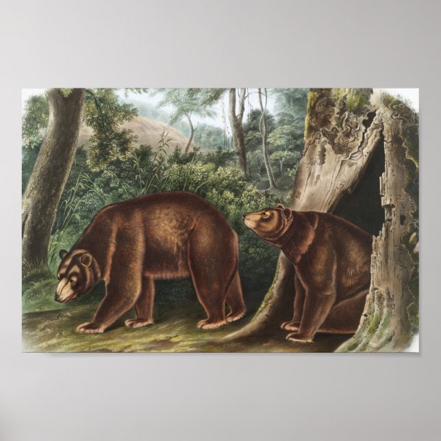 Cinnamon Bear (Ursus Americanus var. Cinnamonum) Poster (Front)