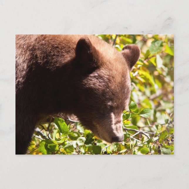 Cinnamon Black Bear Postcard (Front)