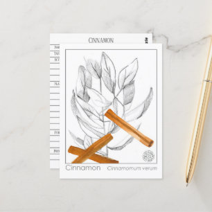 Cinnamon Materia Medica Monograph Herbal Study  Postcard