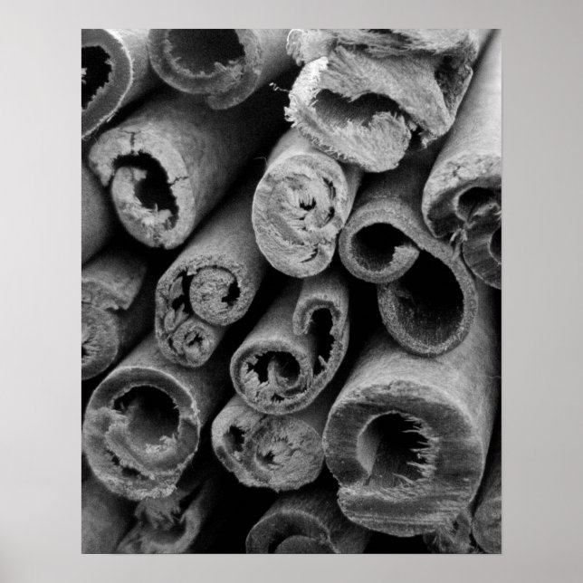 Cinnamon Sticks Poster (Front)