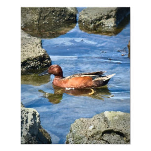 Cinnamon Teal Photo Print