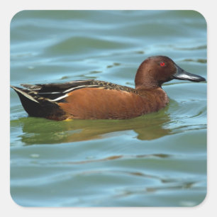 Cinnamon Teal Square Sticker