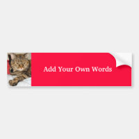Cinnamon the Cat