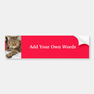 Cinnamon the Cat Bumper Sticker