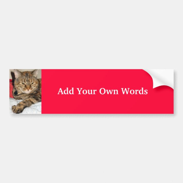 Cinnamon the Cat Bumper Sticker (Front)