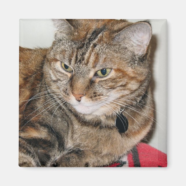 Cinnamon the Cat Magnet (Front)