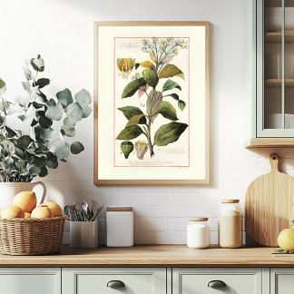 CINNAMON - VINTAGE BOTANICAL ILLUSTRATION POSTER