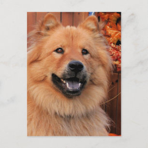 Cinny - Chow Chow Photo-12 Postcard