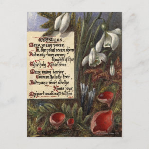 Circa 1890: Snowdrops Postcard
