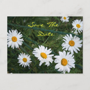 Circle of Daisies Postcard