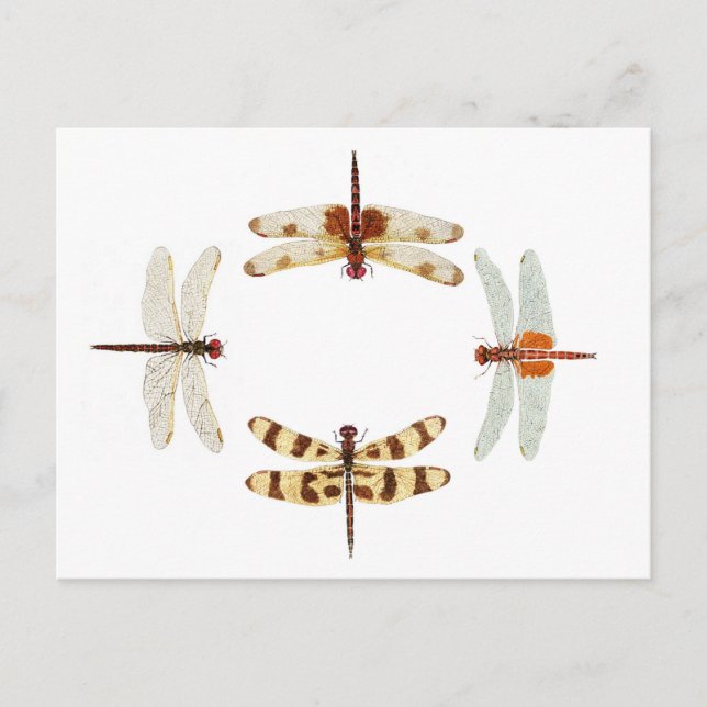 Circle of Dragonflies Postcard (Front)