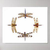 Circle of Dragonflies Poster III