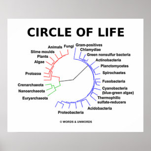 Circle Of Life (Circular Phylogenetic Tree) Poster