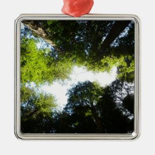 Circle of Redwood Trees at Redwood National Park Metal Tree Decoration