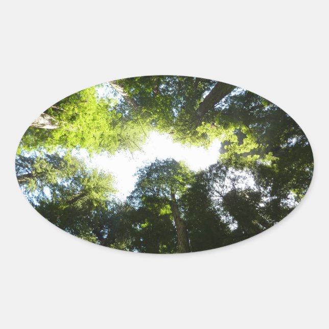 Circle of Redwood Trees at Redwood National Park Oval Sticker (Front)