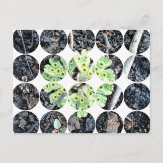 Circle Photo Postcard