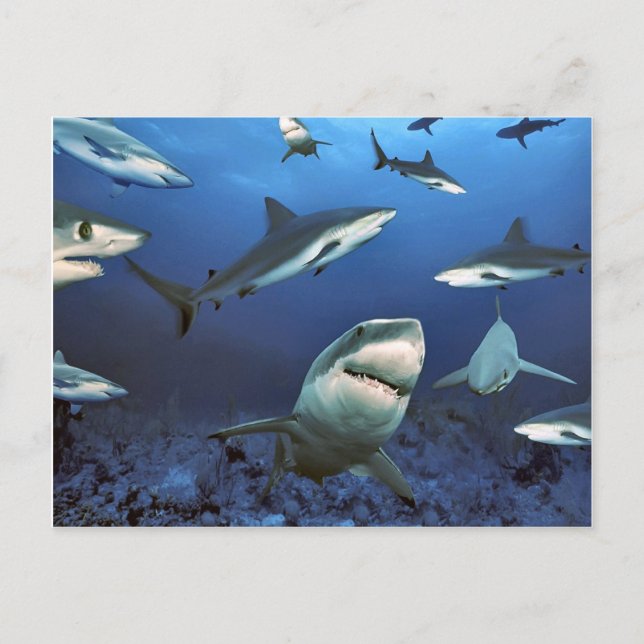 Circling for the kill postcard (Front)