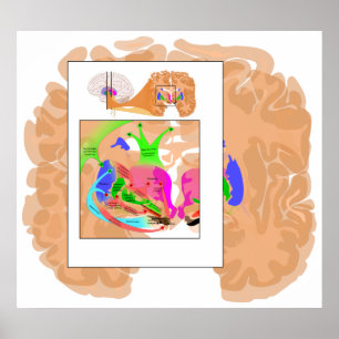 Circuits of Basal Ganglia Part of the Brain Chart