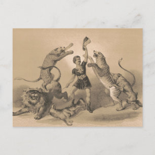 Circus Performer Standing Among Vicious Animals Postcard