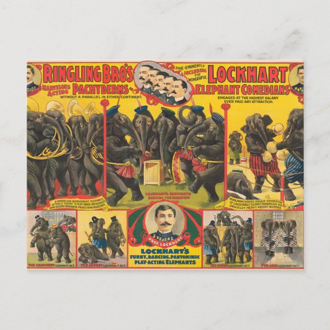 Circus Poster Of Elephants Performing Postcard (Front)