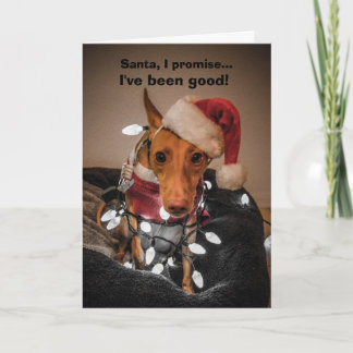 Cirneco dell'Etna Christmas Card