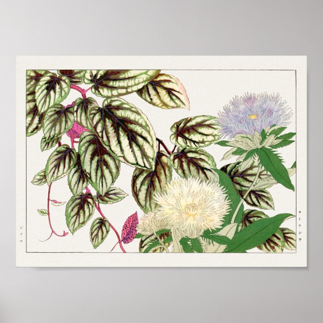 Cissus discolour, Stokesia by Tanigami Konan Poster (Front)
