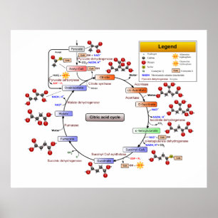 Citric Acid Cycle, TCA Cycle, Krebs Cycle Diagram Poster