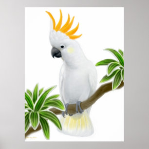 Citron Crested Cockatoo Poster