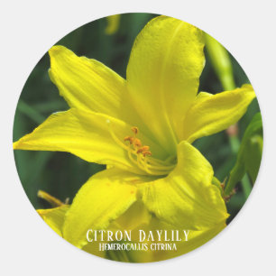 Citron Daylily [Round Seal] Classic Round Sticker
