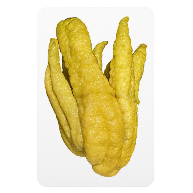 Citron Fruit Photo Magnet (Vertical)