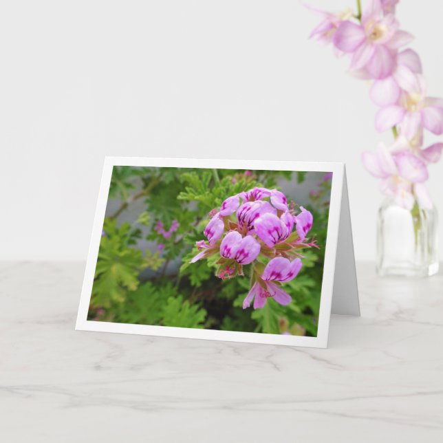 Citronella Plant with Floral Card (Orchid)