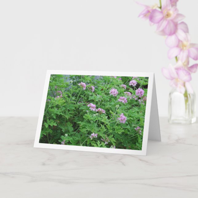 Citronella Plant with Floral Card (Orchid)