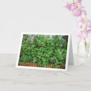 Citronella Plant with Floral Card