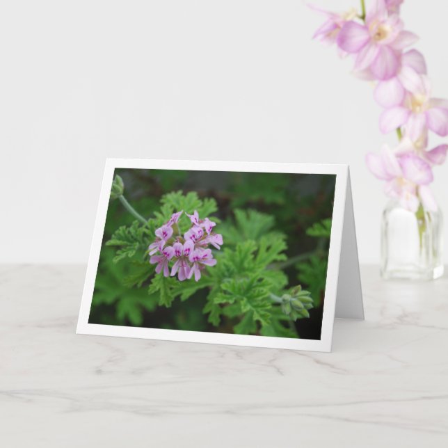 Citronella Plant with Floral Card (Orchid)