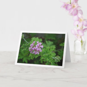 Citronella Plant with Floral Card