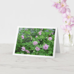 Citronella Plant with Floral Card