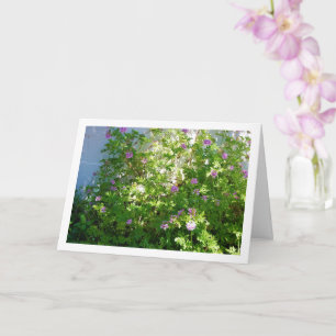 Citronella Plant with Floral Card