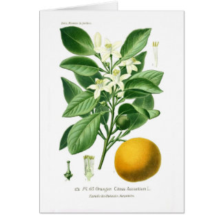 Citrus auranticum (Seville orange)