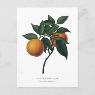 Citrus auranticum 'Seville Orange' Postcard
