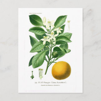 Citrus auranticum (Seville orange) Postcard