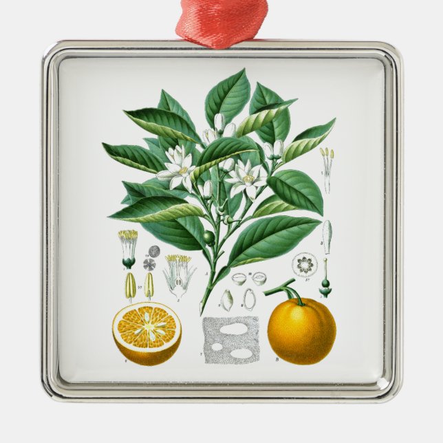 Citrus Fruit Botanical Illustration no.1 gift Metal Tree Decoration (Front)