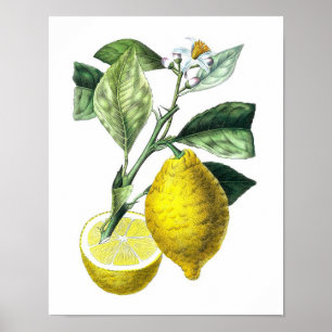 Citrus Fruit Lemon Botanical Print no. 10 Wall Art