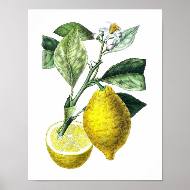 Citrus Fruit Lemon Botanical Print no. 10 Wall Art (Front)
