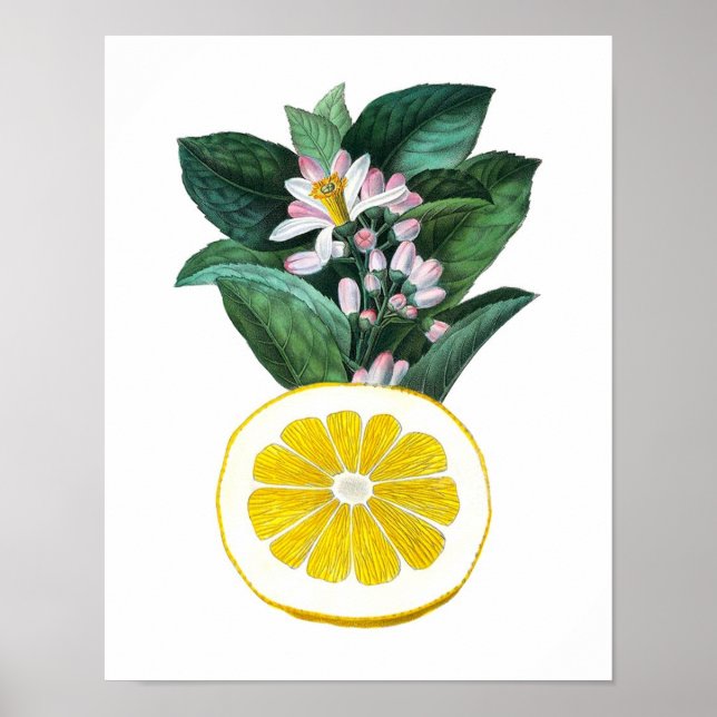 Citrus Fruit Lemon Botanical Print no. 11 Wall Art (Front)