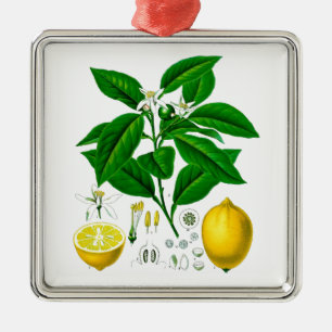Citrus Fruit Lemon Botanical Print no. 7 Art Metal Tree Decoration