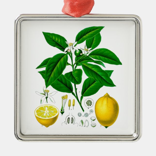 Citrus Fruit Lemon Botanical Print no. 7 Art Metal Tree Decoration (Front)