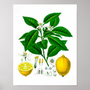Citrus Fruit Lemon Botanical Print no. 7 Wall Art