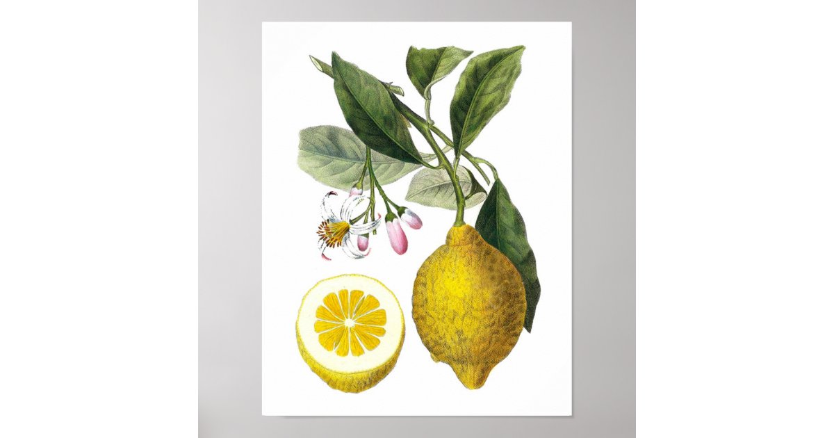 Citrus Fruit Lemon Botanical Print no. 9 Wall Art | Zazzle
