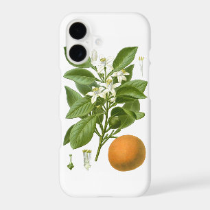 Citrus Fruit Orange Botanical no. 2 Home Decor