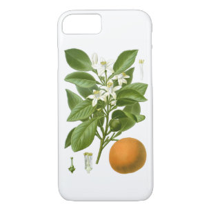 Citrus Fruit Orange Botanical no. 2 Home Decor iPhone 8/7 Case